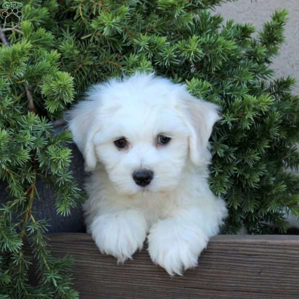 Bridgette, Bichon Frise Puppy