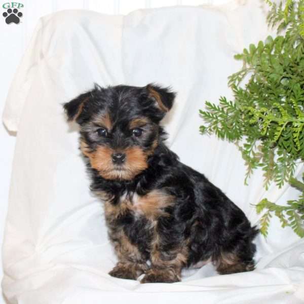 Bridgette, Yorkie Puppy