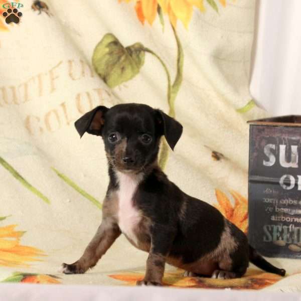 Bridgette, Chiweenie Puppy