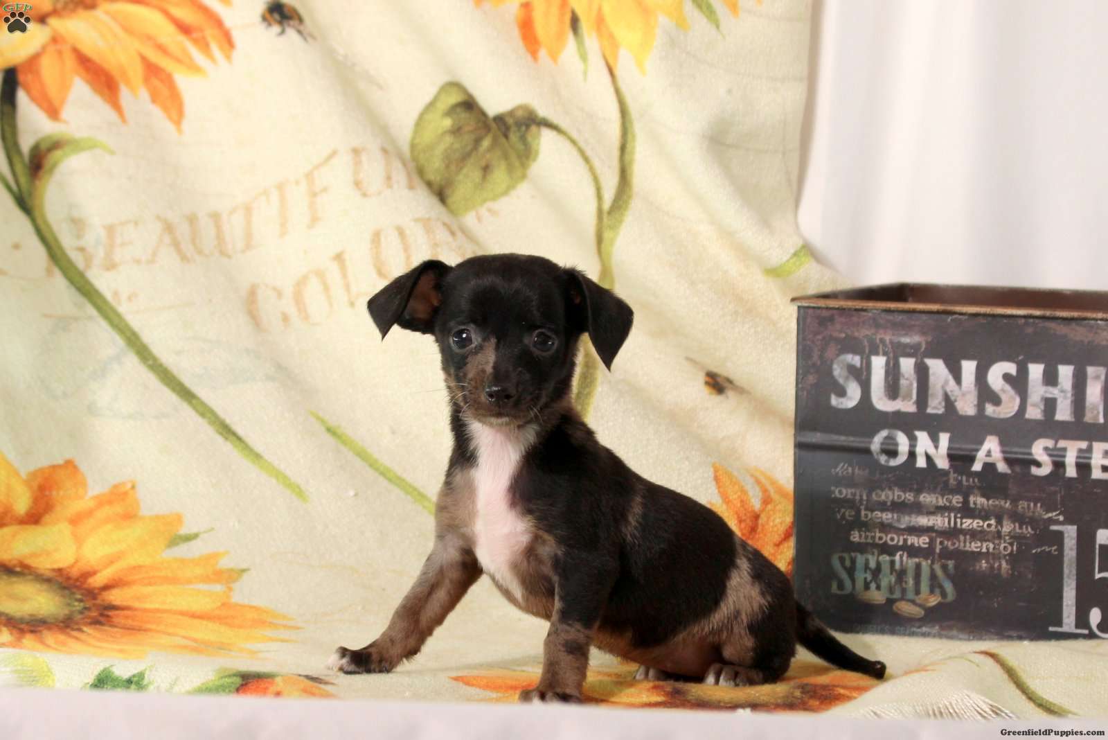 Bridgette (Chiweenie, Female) in Ephrata, PA