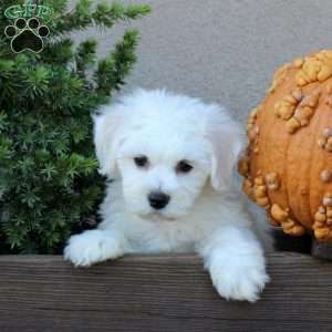 Bridgette, Bichon Frise Puppy