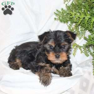 Bridgette, Yorkie Puppy
