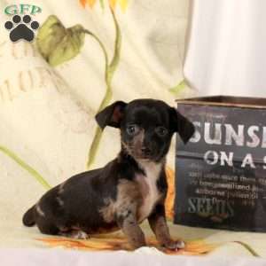 Bridgette, Chiweenie Puppy