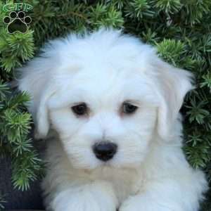 Bridgette, Bichon Frise Puppy
