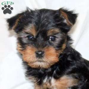 Bridgette, Yorkie Puppy