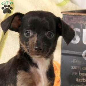 Bridgette, Chiweenie Puppy