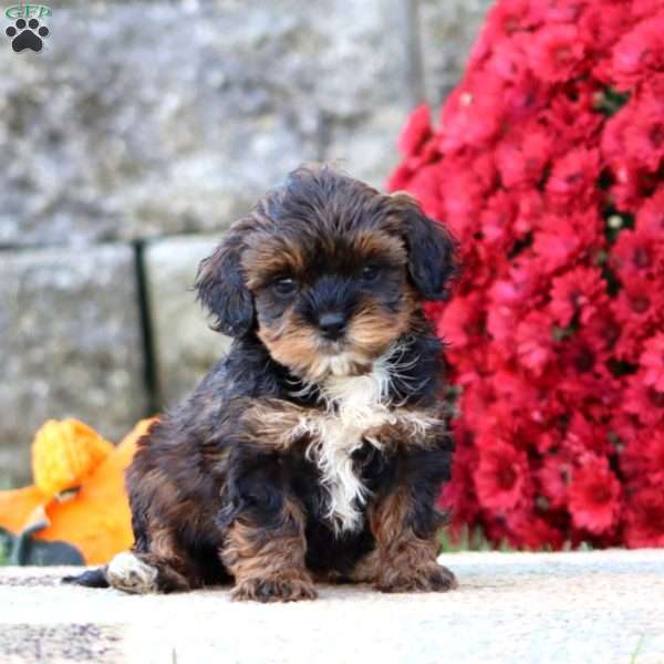 Brie, Shih-Poo Puppy