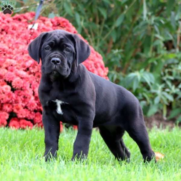 Brie, Cane Corso Puppy