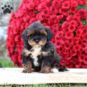 Brie, Shih-Poo Puppy