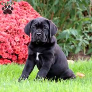 Brie, Cane Corso Puppy