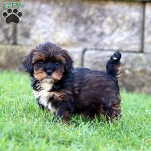 Brie, Shih-Poo Puppy