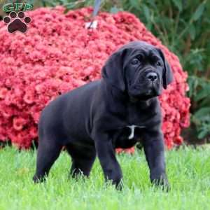 Brie, Cane Corso Puppy