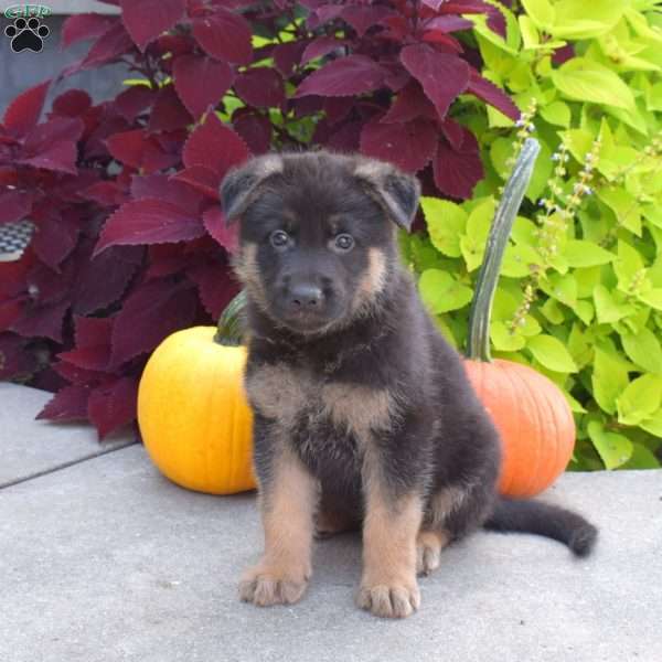 Brisket, German Shepherd Puppy