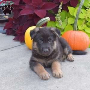 Brisket, German Shepherd Puppy
