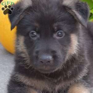 Brisket, German Shepherd Puppy