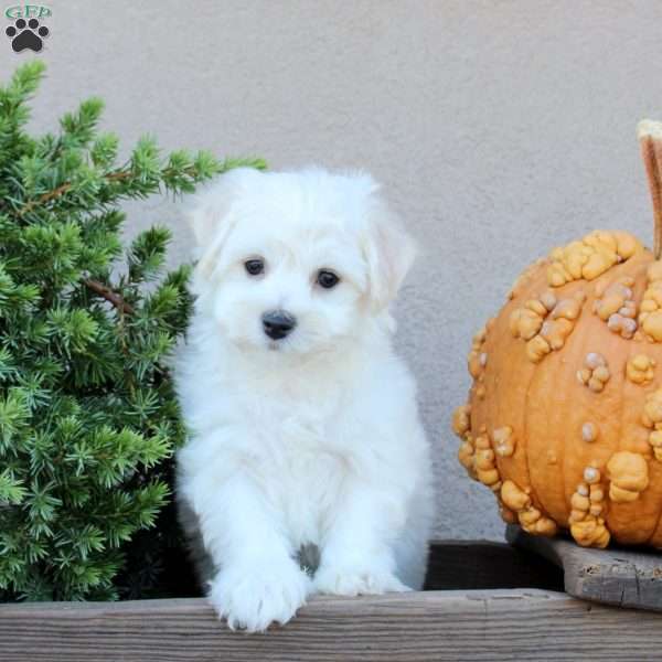 Brody, Bichon Frise Puppy