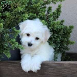 Brody, Bichon Frise Puppy