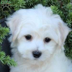 Brody, Bichon Frise Puppy