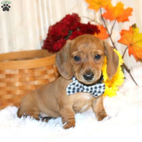 Bennet-Mini, Dachshund Puppy