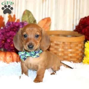 Brody-Mini, Dachshund Puppy