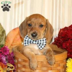 Bennet-Mini, Dachshund Puppy