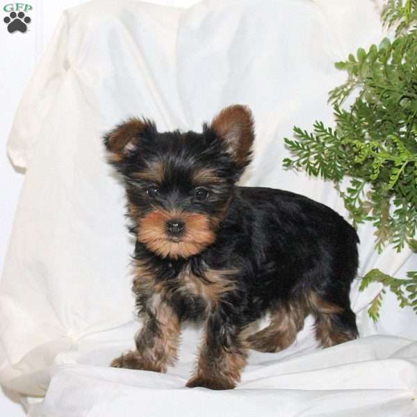 Brooke, Yorkie Puppy