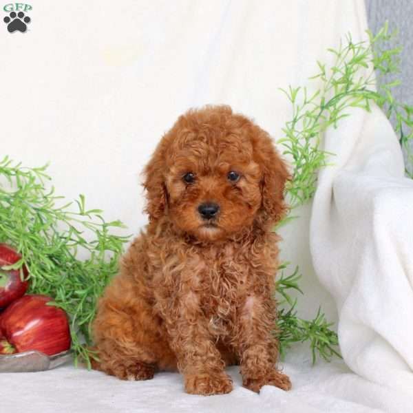 Brooke, Cavapoo Puppy