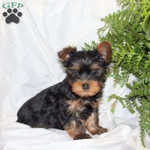 Brooke, Yorkie Puppy