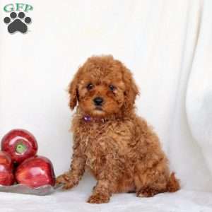 Brooke, Cavapoo Puppy