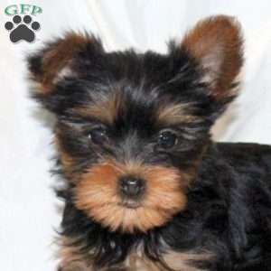 Brooke, Yorkie Puppy