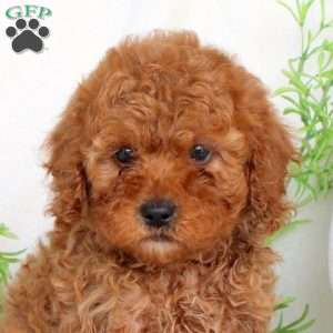 Brooke, Cavapoo Puppy