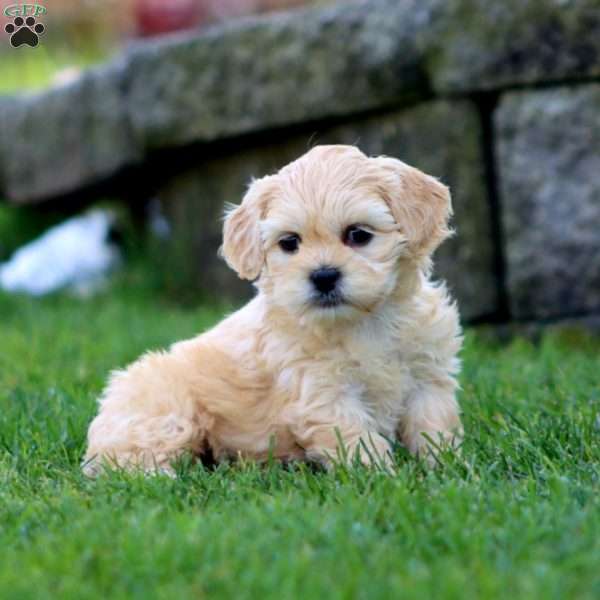 Brooke, Shih-Poo Puppy