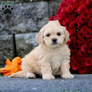 Brooke, Shih-Poo Puppy