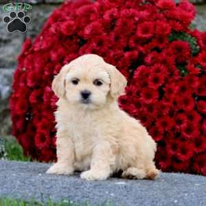 Brooke, Shih-Poo Puppy