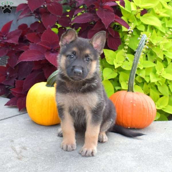 Brookie, German Shepherd Puppy