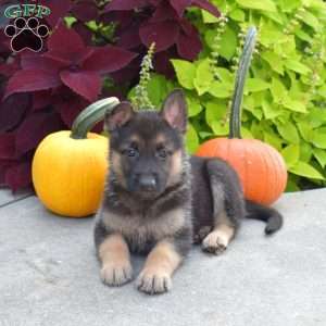 Brookie, German Shepherd Puppy