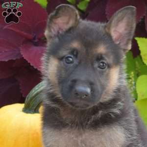 Brookie, German Shepherd Puppy