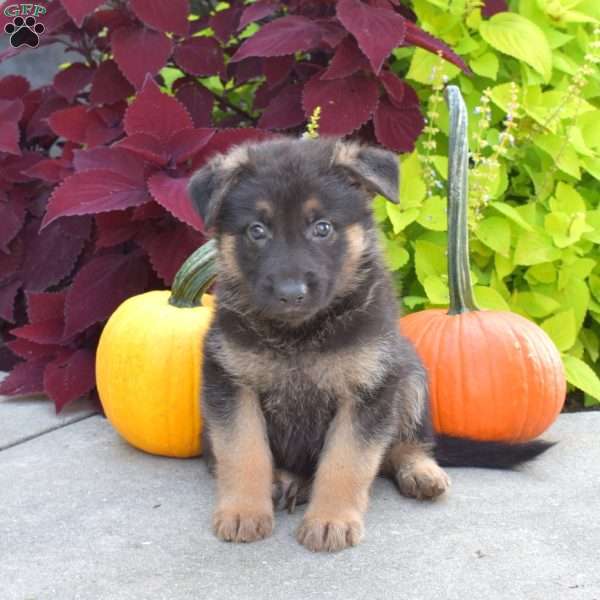 Bruno, German Shepherd Puppy