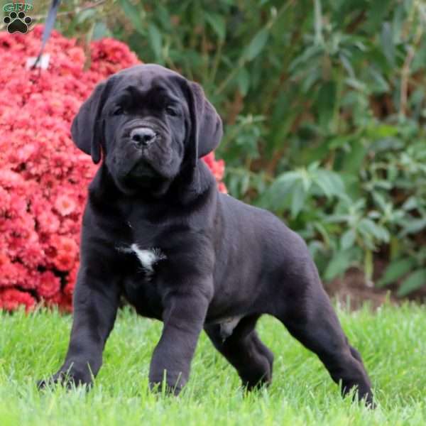 Bruno, Cane Corso Puppy