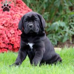 Bruno, Cane Corso Puppy