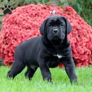 Bruno, Cane Corso Puppy