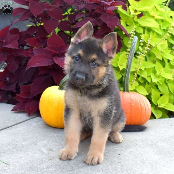 Brutus, German Shepherd Puppy
