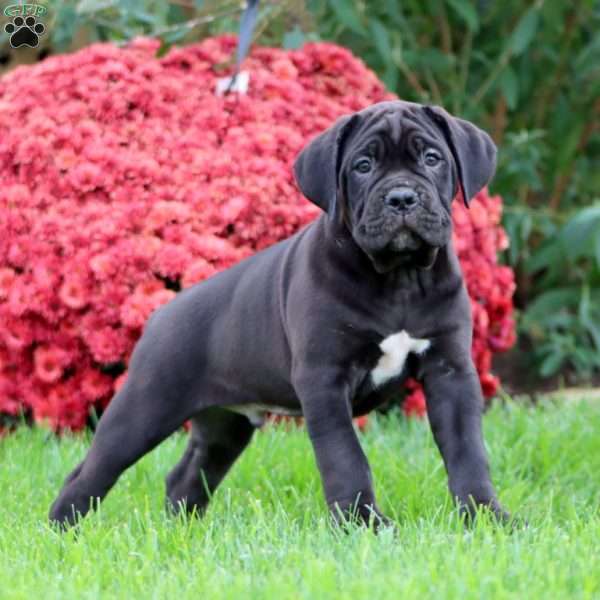 Bryce, Cane Corso Puppy