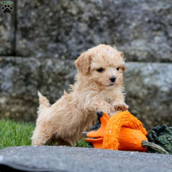 Bryce, Shih-Poo Puppy