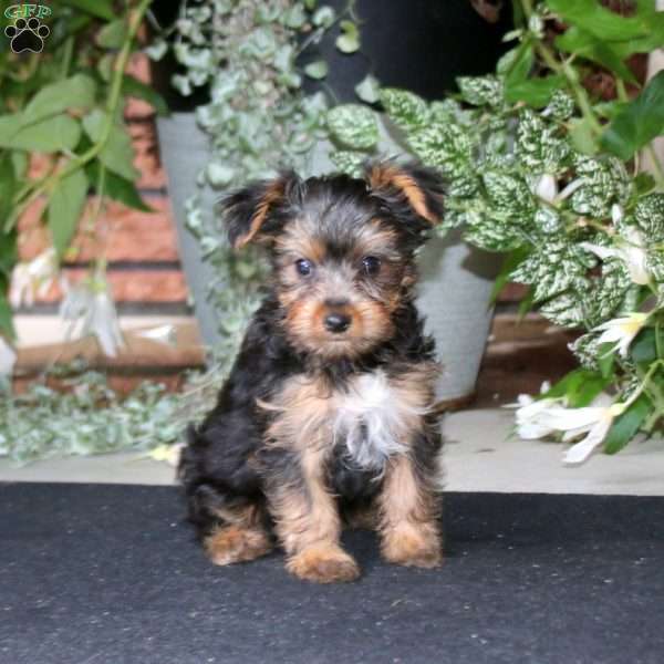Bryce, Yorkie Puppy