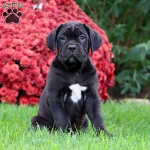 Bryce, Cane Corso Puppy