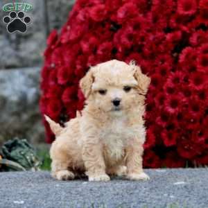 Bryce, Shih-Poo Puppy