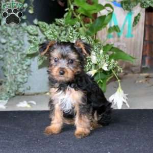 Bryce, Yorkie Puppy