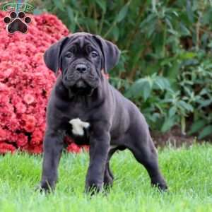Bryce, Cane Corso Puppy