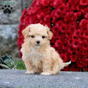 Bryce, Shih-Poo Puppy